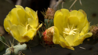 Cactus yellow flowers green background - yellow flower free wallpaper