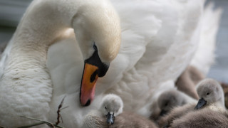 Swan nest water edge open - its beak open free wallpaper