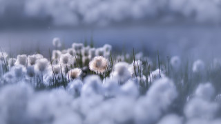 Grass white flowers lake clouds - a lake in the background free wallpaper