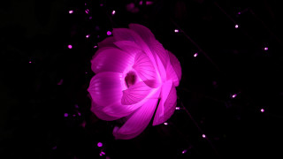 Large pink flower hologram glowing - amano free wallpaper for desktop