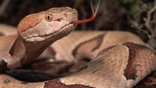 Snake red tongue curled up - ready free wallpaper