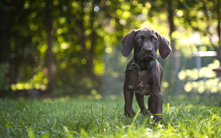 Dog grass fence trees bokeh 2 - a chain link fence behind free wallpaper