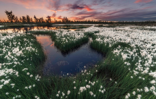 Heart lake white flowers pink - lake free wallpaper