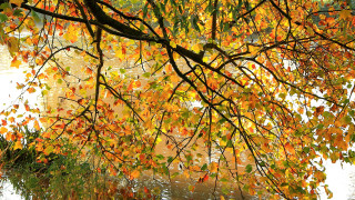 Tree yellow leaves water bridge - dave allsop free wallpaper