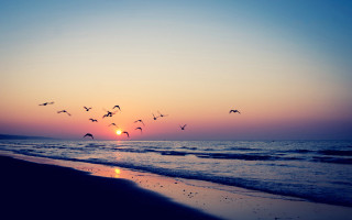 Birds ocean sunset beach lighthouse - a flock of birds free wallpaper for desktop