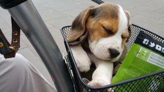 Dog basket bicycle handlebars person 2 - a book free wallpaper