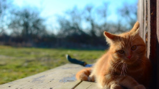 Cat bench outdoor greenfield bird - a green field free wallpaper for desktop