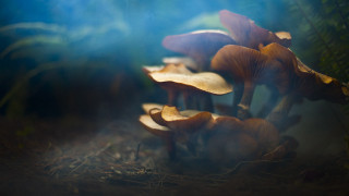 Mushrooms blue light forest night - the dark night time free wallpaper