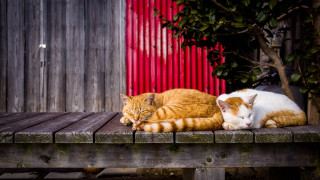 Two cats red wall wooden - a red wall behind them free wallpaper