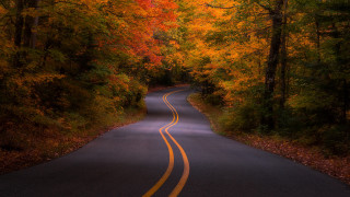 Autumn road curved trees leaves - both side free wallpaper