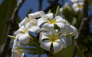 White flowers green leaves bokeh - a tree branch in the sun free wallpaper