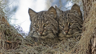 Kittens in tree looking out - their eye free wallpaper