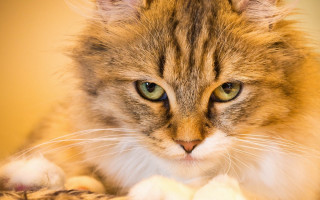 Cat green eyes bed stuffed - stuffed free wallpaper