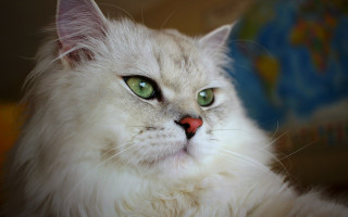 White cat green eyes smiling - a red nose free wallpaper