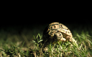 Small turtle night grass macro - the dark night time free wallpaper for desktop