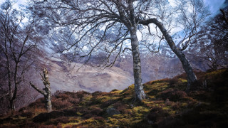 Trees hill sunset mountains forest - a couple of trees free wallpaper