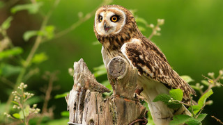 Small owl wooden post forest - a small owl free wallpaper