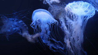 Jellyfish biolu minescent ocean dark - the water together free wallpaper