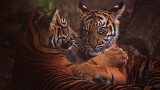 Tiger laying together rubbing wildlife - two tiger free wallpaper