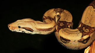 Large snake curled up branch - free animals wallpaper for desktop