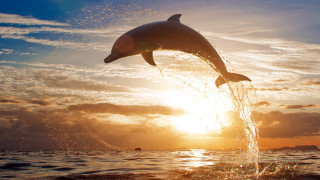 Dolphin sunset beach rayonism digital - free animals wallpaper