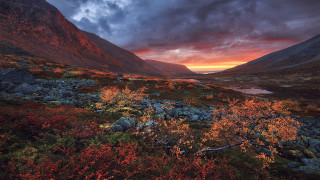Mountain sunset lake bush flowers - a mountain landscape free wallpaper