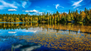 Lake trees yellow leaves blue - yellow leaf free wallpaper