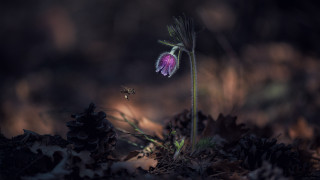 Flower bee macro leaves grass - leaf and grass free wallpaper