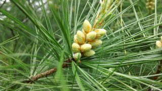 Pine cones bush green nature - free nature wallpaper for desktop