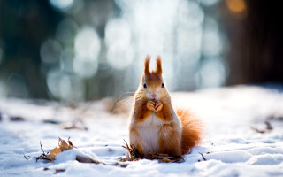 Squirrel snow bowtie smile outdoors - a bow tie free wallpaper