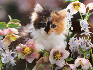 Cat sitting flower bed blurry - a blurry background of flowers free wallpaper for desktop