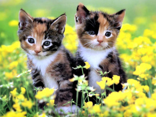 Kittens sitting field flowers daisies - adorable free wallpaper