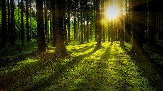 Sunbeam forest grass trees sunshine - the ground and the sun free wallpaper