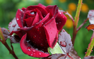 Red rose water droplets bokeh 5 - art green free wallpaper
