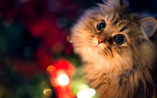 Cat christmas tree blue eyes - a christmas tree in the background free wallpaper