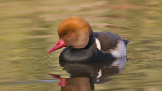 Duck red head swimming water 2 - fanny mcian free wallpaper