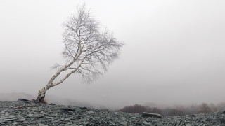 Lone tree rocky hillside foggy - a few leaf free wallpaper for desktop