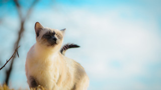 Cat field tree sky renaissance - a dry grass free wallpaper