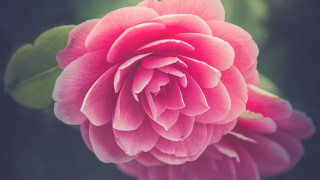 Pink flower green leaves dark 2 - anne dunn free wallpaper for desktop