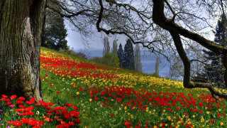 Flower field trees water sky - tree and water free wallpaper