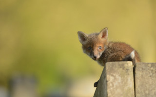 Curious fox cub fence post - andrew geddes free wallpaper for desktop