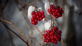 Berries snow ice macro ecological - a bunch of berries free wallpaper
