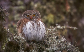 Small owl forest branch serious - a small owl free wallpaper