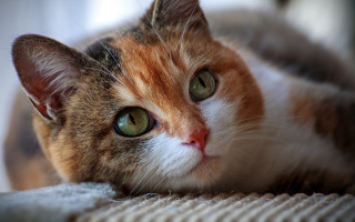 Sad cat on couch green - green eye free wallpaper