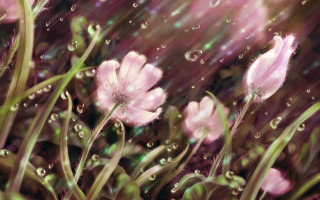 Pink flowers water droplets green 7 - a digital painting free wallpaper for desktop