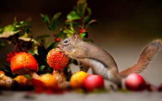 Squirrel berry fruit autumn still - a bunch of fruit free wallpaper
