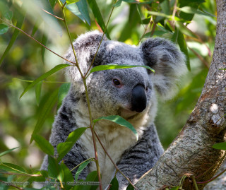 Koala bear sitting tree sad - a koala bear free wallpaper
