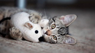 Cat stuffed animal mouse vanitas - a mouse free wallpaper