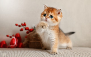Kitten adorable paw up 3d - its hind leg free wallpaper
