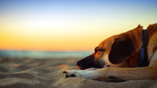 Dog sunset beach shiba inu - the background and a dog free wallpaper